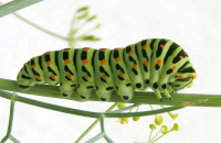 6.10. Raupe 6.10. Raupe