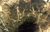 2.1.3. Erdverdrängen TU 105 kommt in Zieglgrube unter Mauer zielgenau an 2.1.3. Erdverdrängen TU 105 kommt in Zieglgrube unter Mauer zielgenau an