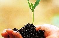 6.10. Pflänzchen 6.10. Pflänzchen